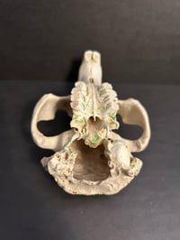 Image 3 of Beaver Skull