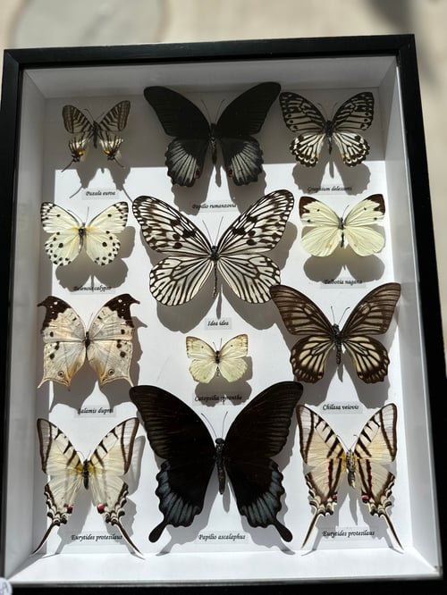 Image of Monochrome Butterfly Specimen Collection