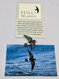 Image 1 of Wilson's Storm-petrel - Scilly Pelagics - Enamel Pin Badge