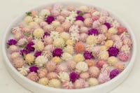 Image 1 of Globe Amaranth Heads - Mixed Colour