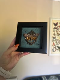 Image 1 of Yellow Bands Underwing Frame