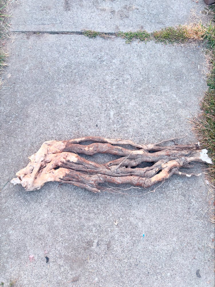 Image of Woody Rasta 