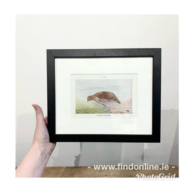 Framed and mounted antique book plate. 