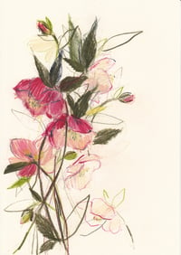 Hellebore study no. 12