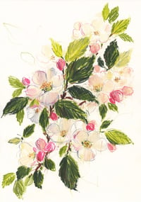 Apple blossom no. 2