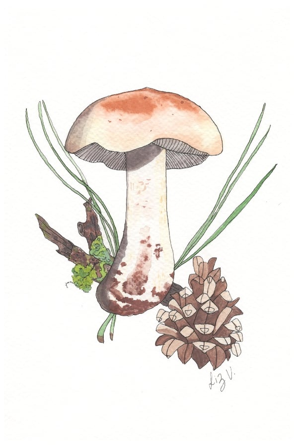 Image of Leucopaxillus and Pinecone - Print