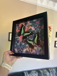 Image 3 of Green Banded Swallowtails Frame