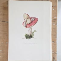 Image 4 of Planches De Champignons -