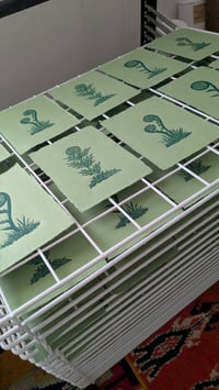 Image 4 of Uncoiling Ferns 