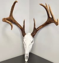 Image 3 of Deer Skull Antler Mount 11 inches