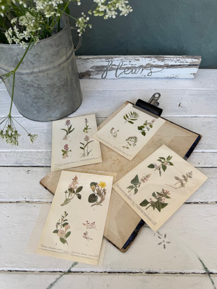 Image of Collection of four vintage botanical book plates #2