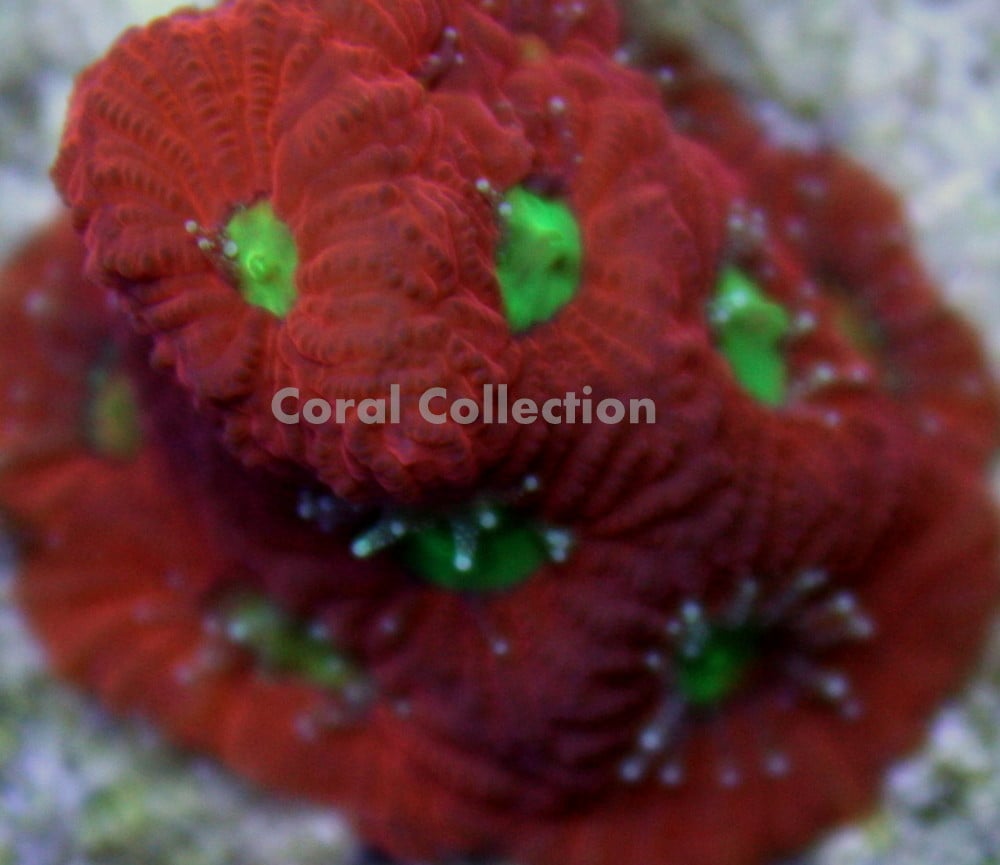 Image of Red War Coral