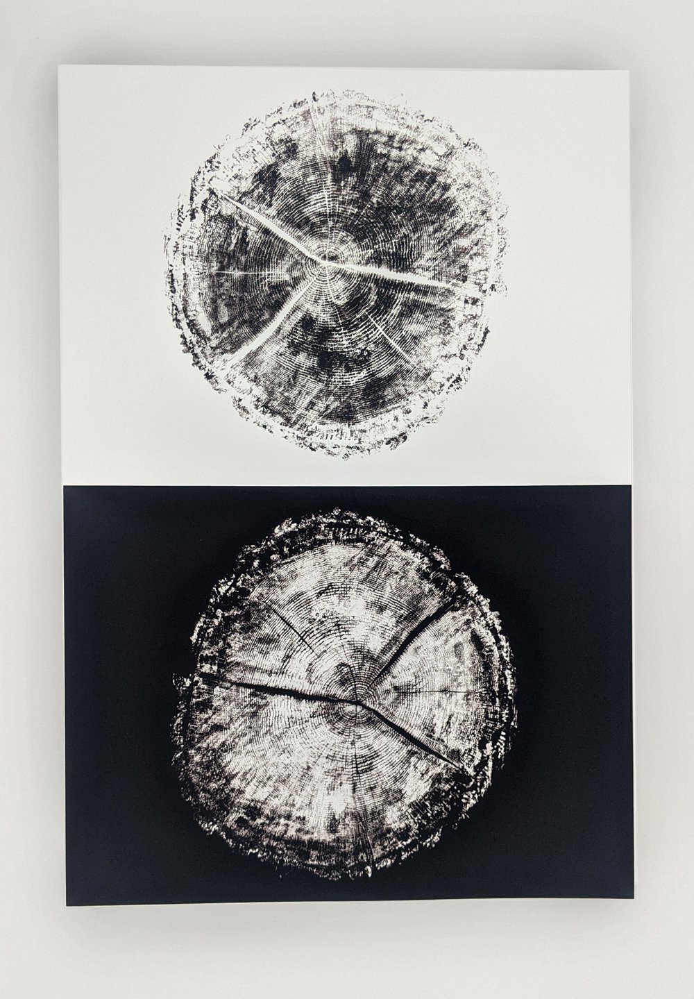 "Age" Black & White - Our original tree ring block art print on recycled paper.