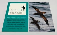 Image 1 of Balearic Shearwater - Scilly Pelagics 