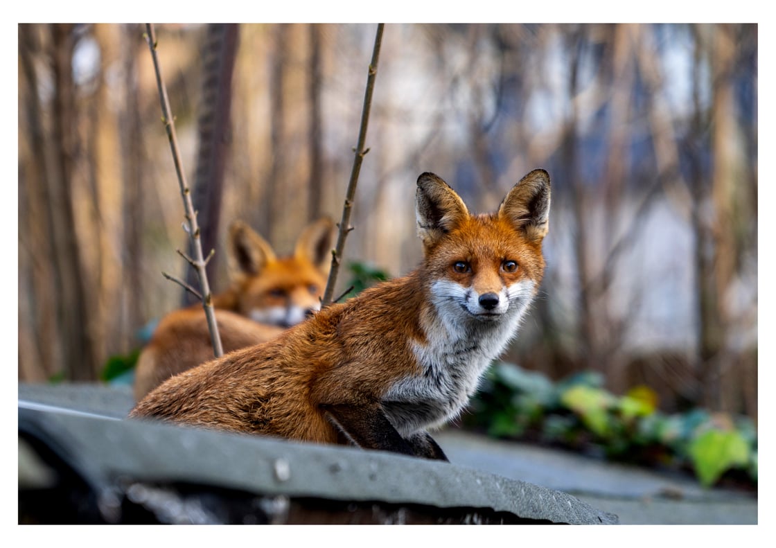 Image of Relaxed Foxes (Charity Print - for League Against Cruel Sports)