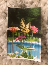 Butterfly and Flower Polaroid [15 left]