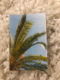 Palm Tree Polaroid [14 left]