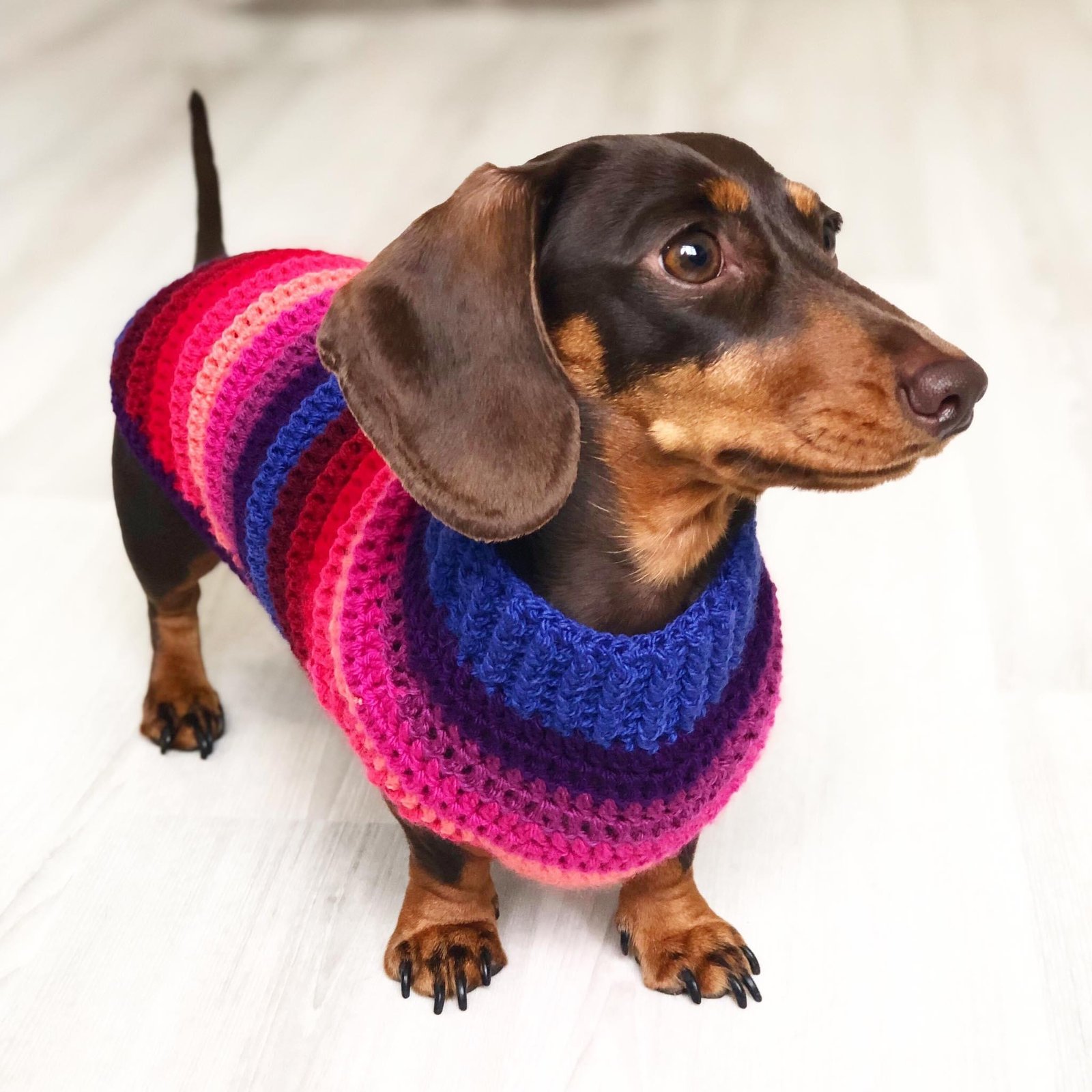 dachshund dog jumper