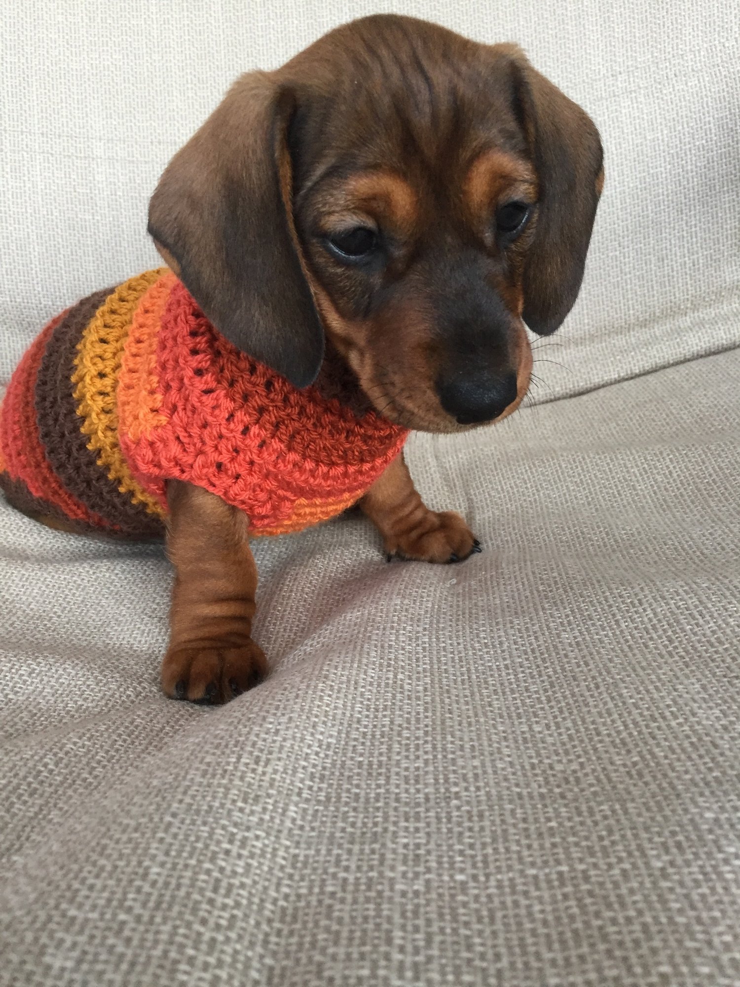 Image of Snazzy Wilf