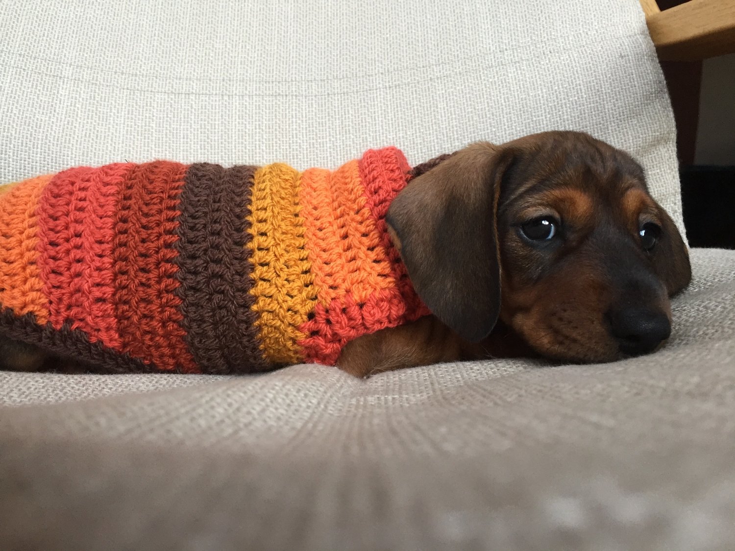 Image of Snazzy Wilf