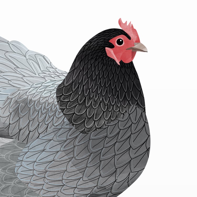 Print: Chicken