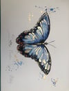 Blue Morpho