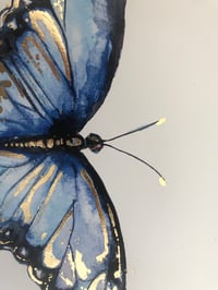 Image 4 of Blue Morpho