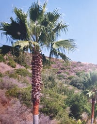 Image 4 of 'Adventure Island'