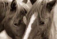 Nurturing (bw)