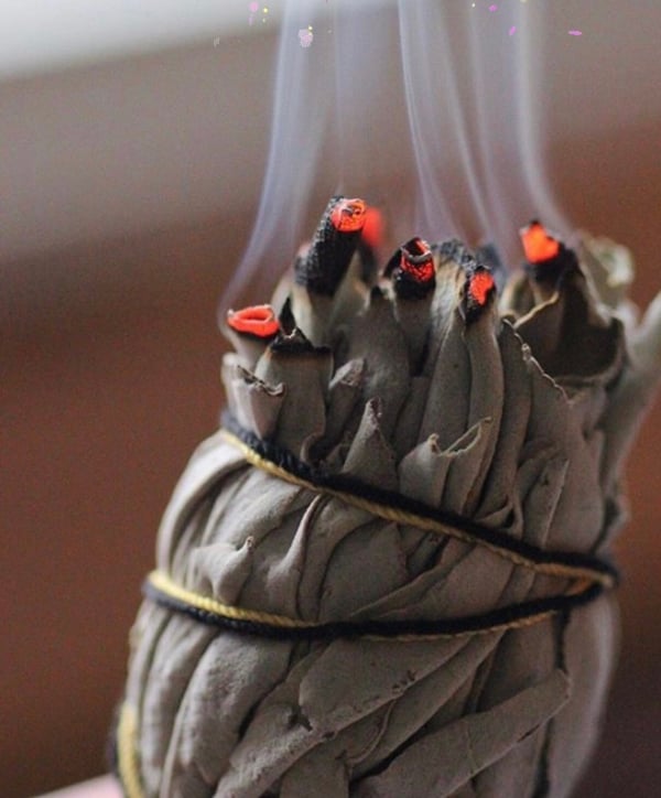 Image of White Sage