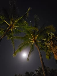 Image 3 of Hawaiian Tiki Palm 
