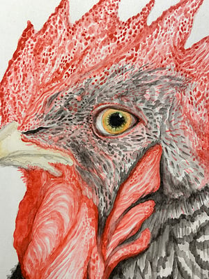 "Barred Rock Rooster" 1st edition print