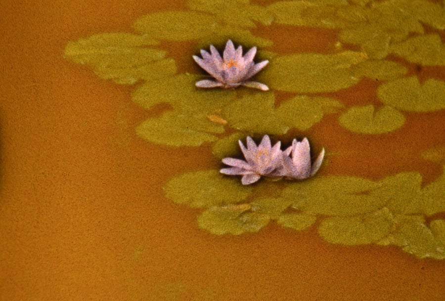 Image of Seerosen / Water Lilies