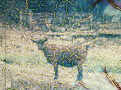 Image of ORWO Ziege / Goat