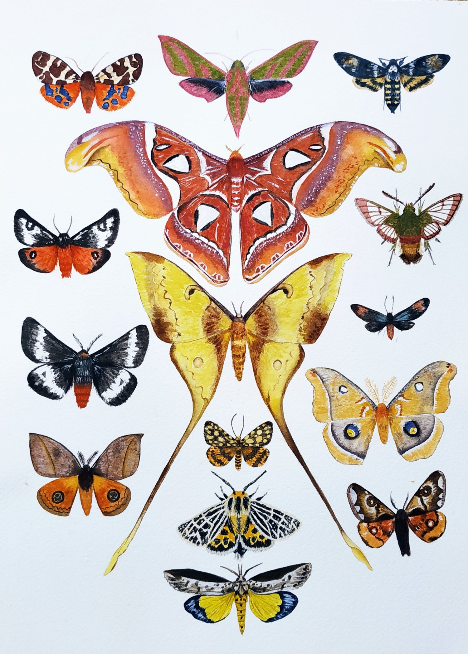 Image of Moth Study n.1 Watercolor Illustration PRINT 