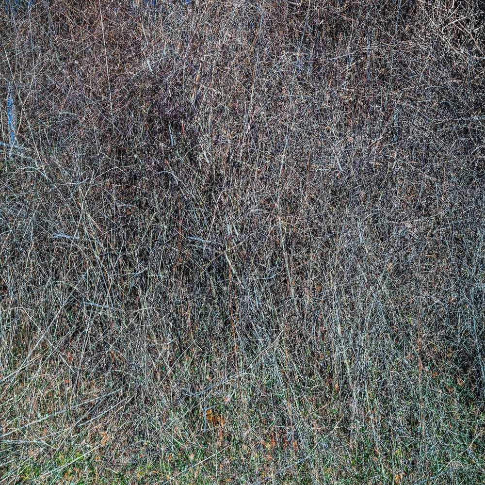 Image of Thicket 2562