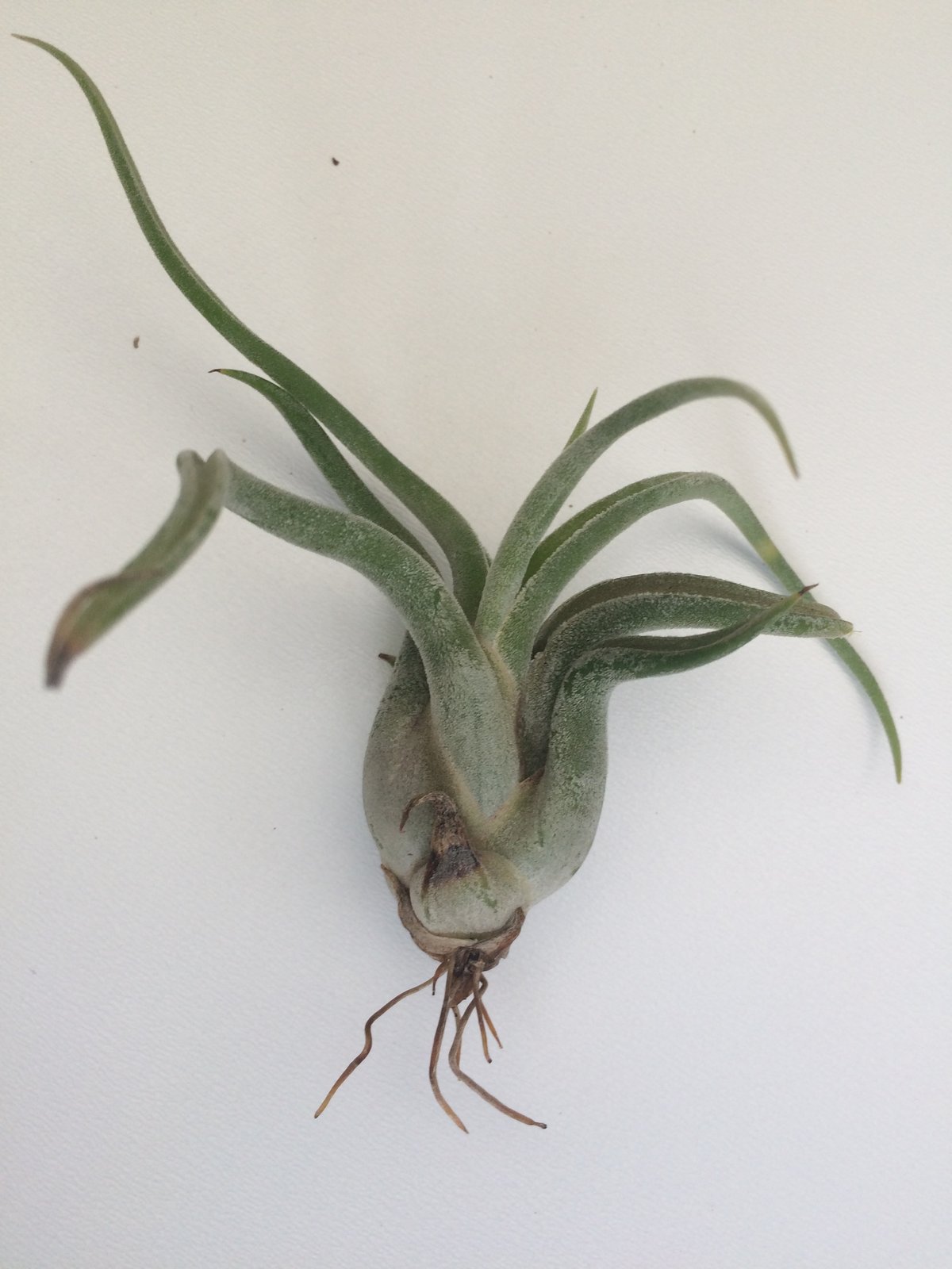 Image of Tillandsia caput - medusa