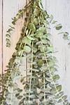 Eucalyptus & Grapefruit Shower Bundle *NO SHIPPING. LOCAL DELIVERY ONLY*