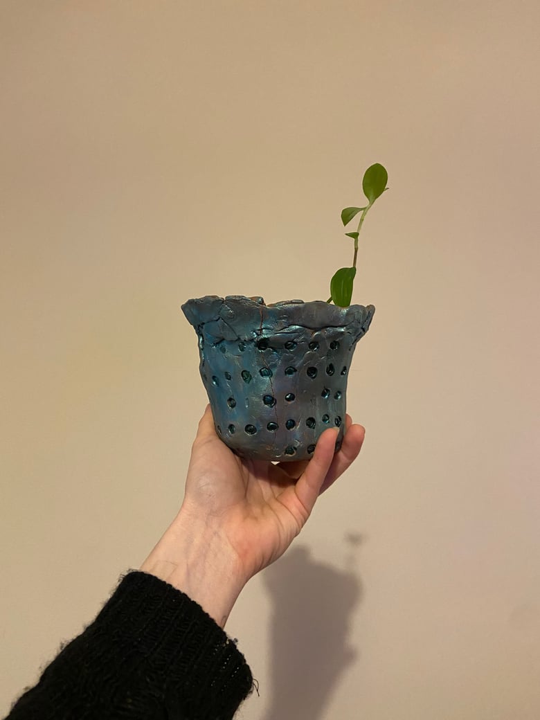 Image of Sylvester Spiderwort in handmade pot