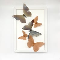 Image 1 of butterfly Frame 7 