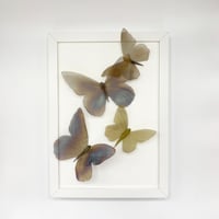 Image 1 of Butterfly Frame 9