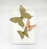 Image 1 of Butterfly Frame 10