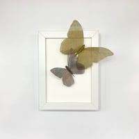 Image 1 of Butterfly Frame 13