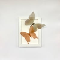 Image 1 of Butterfly Frame 14