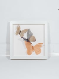 Butterfly Frame 15