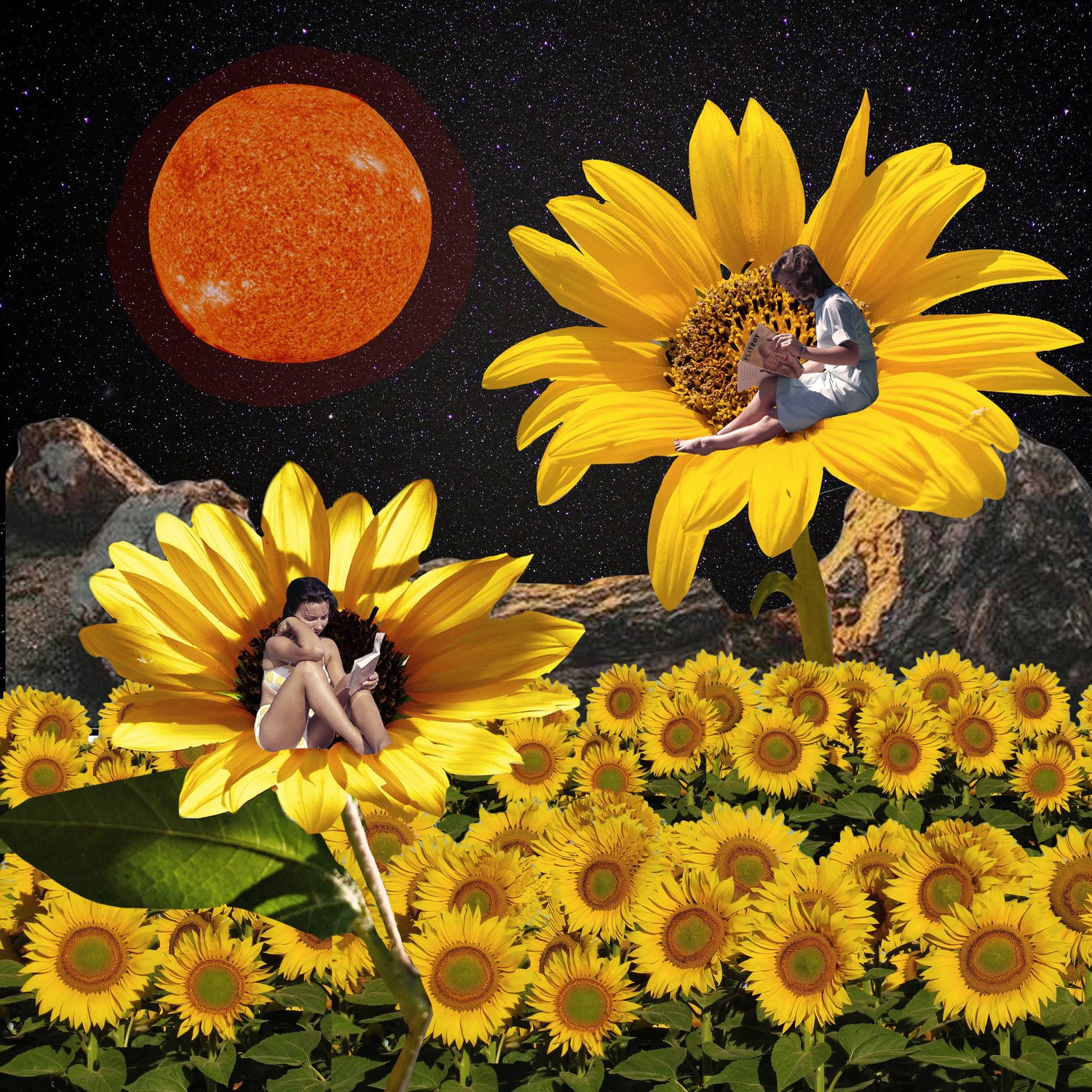Sunflower Vol.6