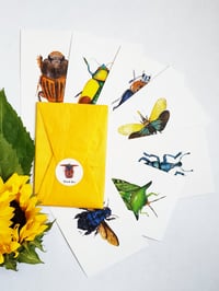 Image 1 of Insect Postcards Set n.3