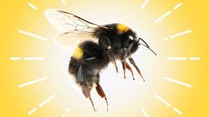 Image of Honey Sting