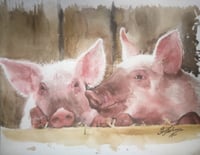 Pigs