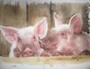 Pigs